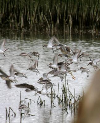 11-2 dunlins + a2492.jpg