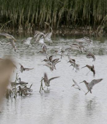 11-2 dunlins + b2492.jpg