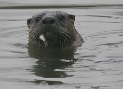 11-2 otter 2639.jpg