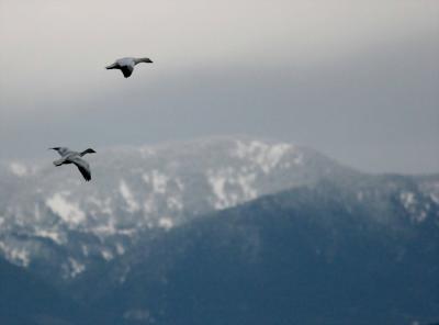 11-9 geese + snow 3051.jpg
