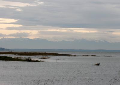 11-9 hi tide Fir Island 3157.jpg