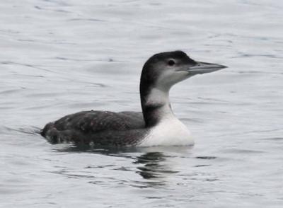 11-15 loon 3428.jpg