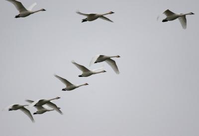 11-9 swans 3014.jpg