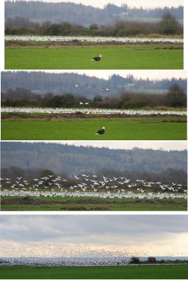 11-2 eagle + geese tmb.jpg