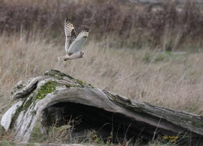 11-15 owl 3757.jpg