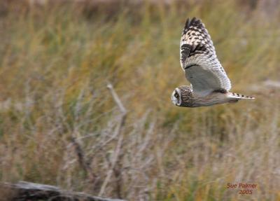 11-15 owl 3773.jpg