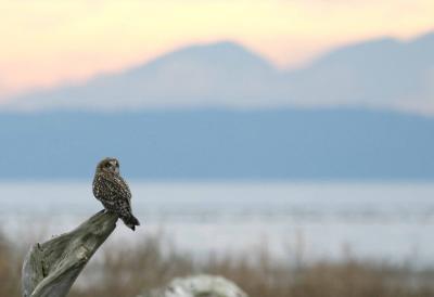 11-15 owl 3538.jpg