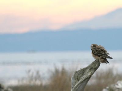 11-15 owl 3541.jpg