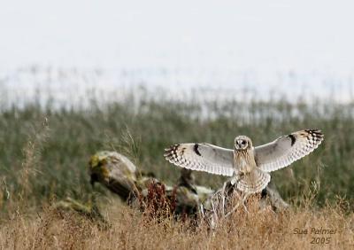 11-15 owl  3638.jpg