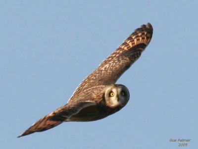 11-17 owl 4040.jpg