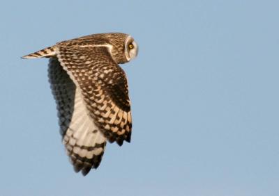 11-17 owl 4011.jpg