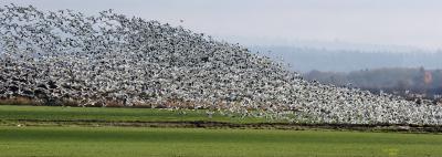 11-17 snow geese pano crop 3827.jpg