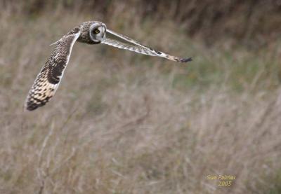 11-15 owl 3801.jpg