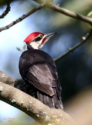 4-25 p w-pecker 6971.jpg