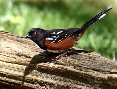 4-24 towhee 6614.jpg