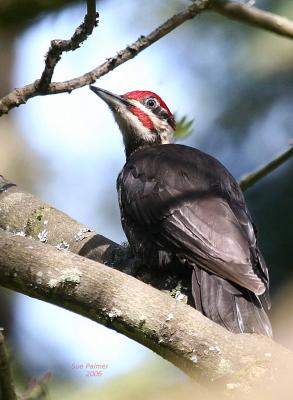 4-25-06 p w-pecker 6989.jpg