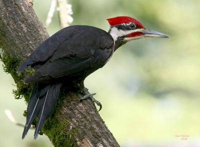 4-25 p w pecker 7003.jpg