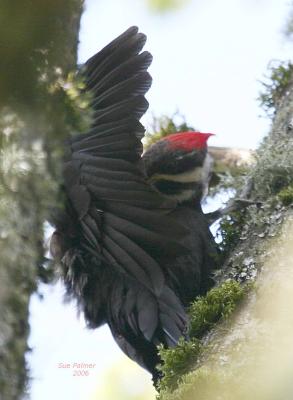 4-25 p w pecker 6911.jpg