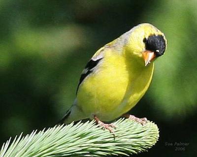 5-9 g-finch 8244.jpg