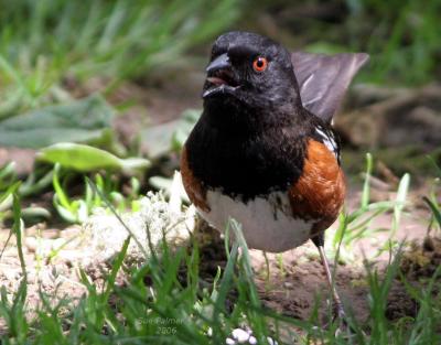 5-12 towhee 8694.jpg