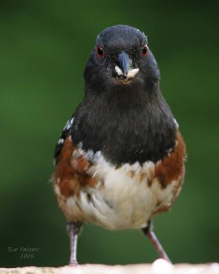 5-12 towhee 8741.jpg