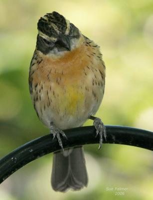 5-13  BH grosbeak8877.jpg