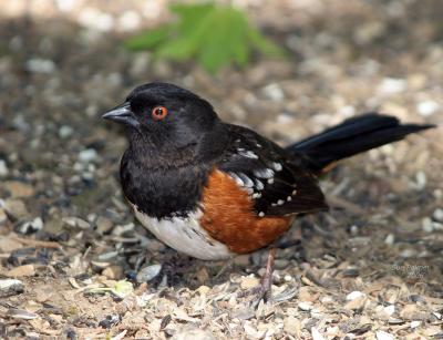 5-13 towhee 8919.jpg