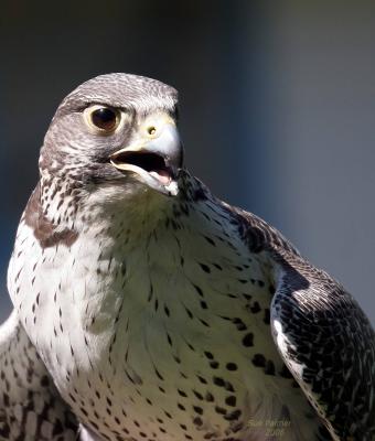 5-14 gyr 9312.jpg