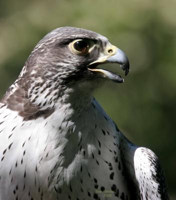 5-14 gyr 9314.jpg