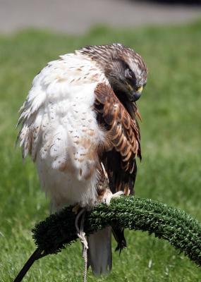 5-14 ferr hawk 9101.jpg