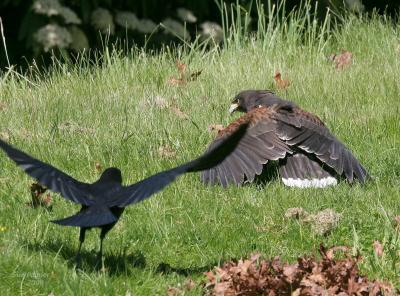 5-14 harris hawk 9198.jpg