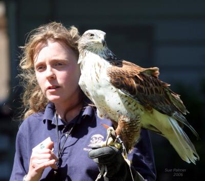 5-14 hawk keeper 9225.jpg