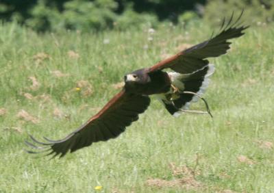 5-14 harris hawk 9194.jpg