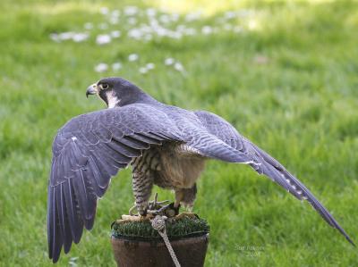 5-14 peregrine 9081.jpg