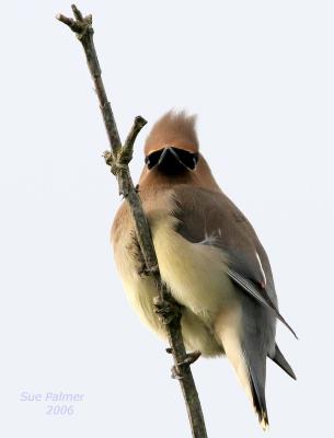 5-23  cedar waxwing 9590.jpg