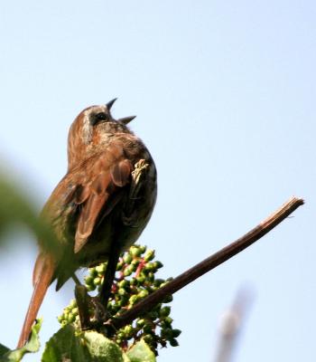 5-30 song sparrow 9989.jpg