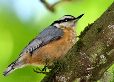 5-30 nuthatch 0210.jpg