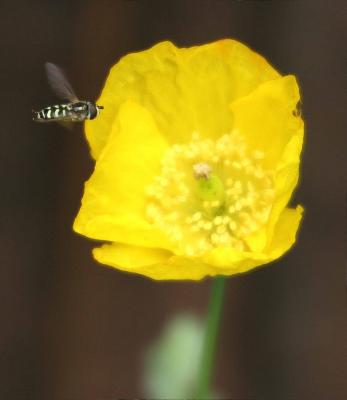 6-5 hoverfly 0440.jpg