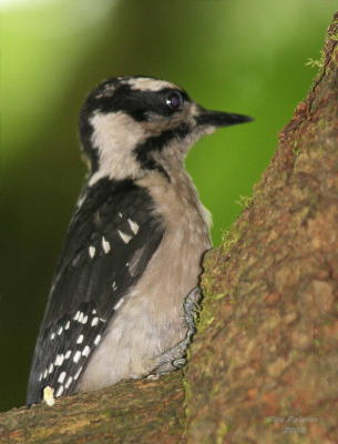 6-11 d w-pecker 0816.jpg