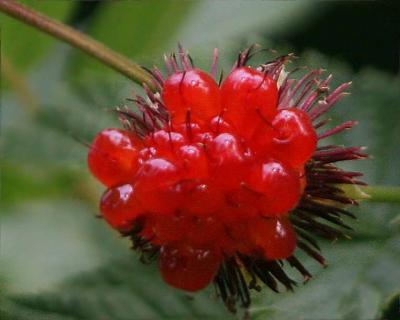 6-11 salmonberry 0781.jpg