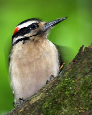 6-20 H woodpecker 1383.jpg