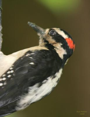 6-20 H woodpecler 1390.jpg