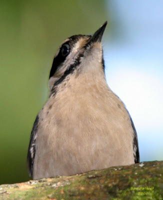 6-19 d w-pecker 1317.jpg