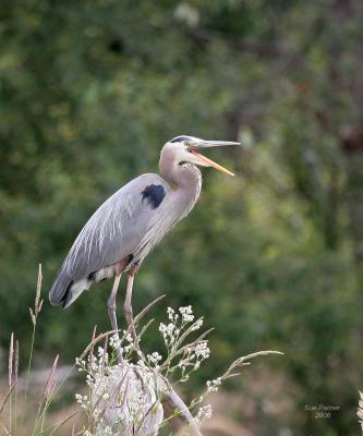 6-29 heron 2458.jpg