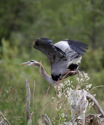 6-29 heron 2464.jpg