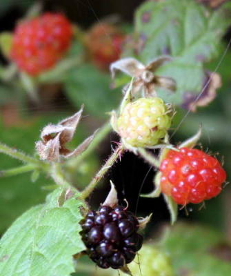 7-4 berries 2720.jpg