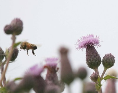 7-19 thistle bee 4005.jpg