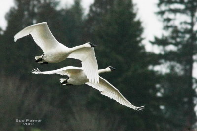 12-31 swans 9455.jpg