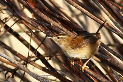 1-13 wren web 0174.jpg