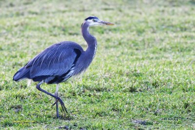 1-13 heron  edited 0043.jpg